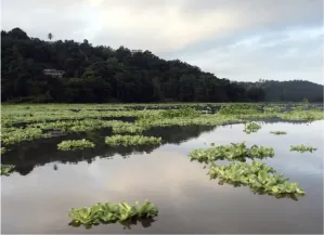 Culmina dragado de Lago Carraízo