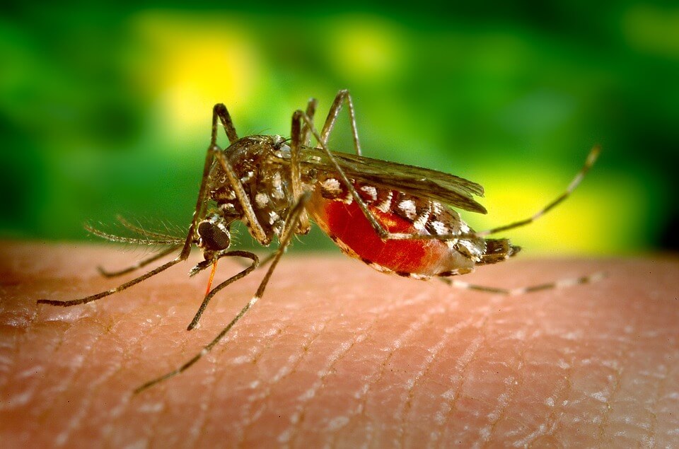 Informan por error 1,000 casos de dengue en Puerto Rico