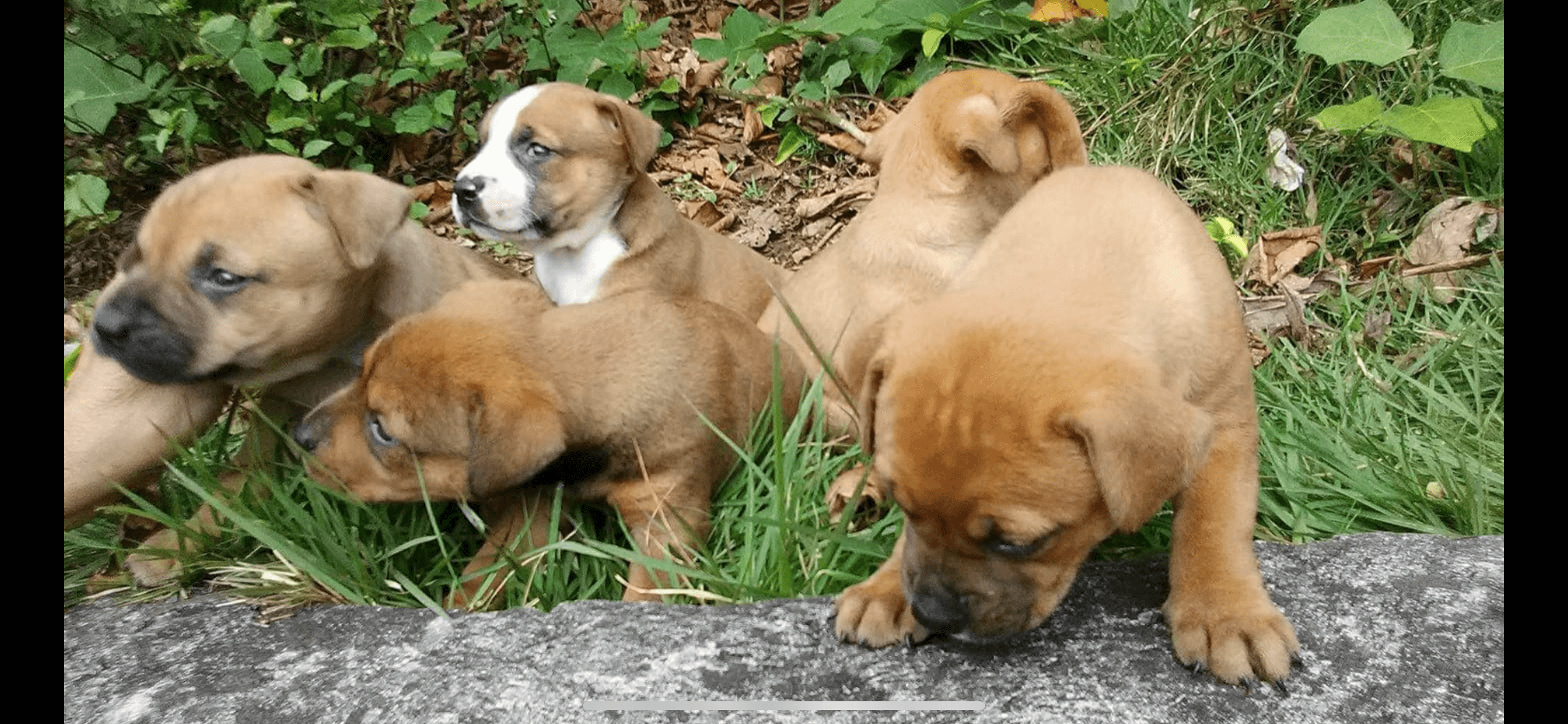Santuario San Francisco de Asís pide ayuda para obtener vehículo para transportar a los animales