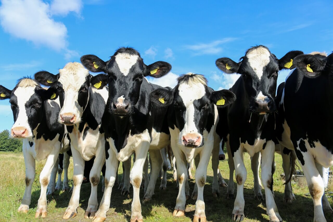 Dos conductores chocan con una vaca en Bayamón