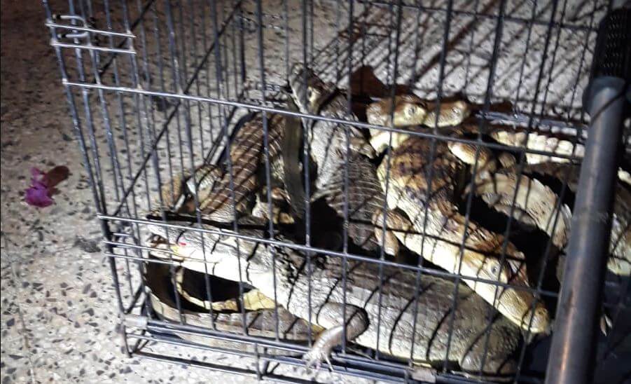 Hallan caimanes en Ponce