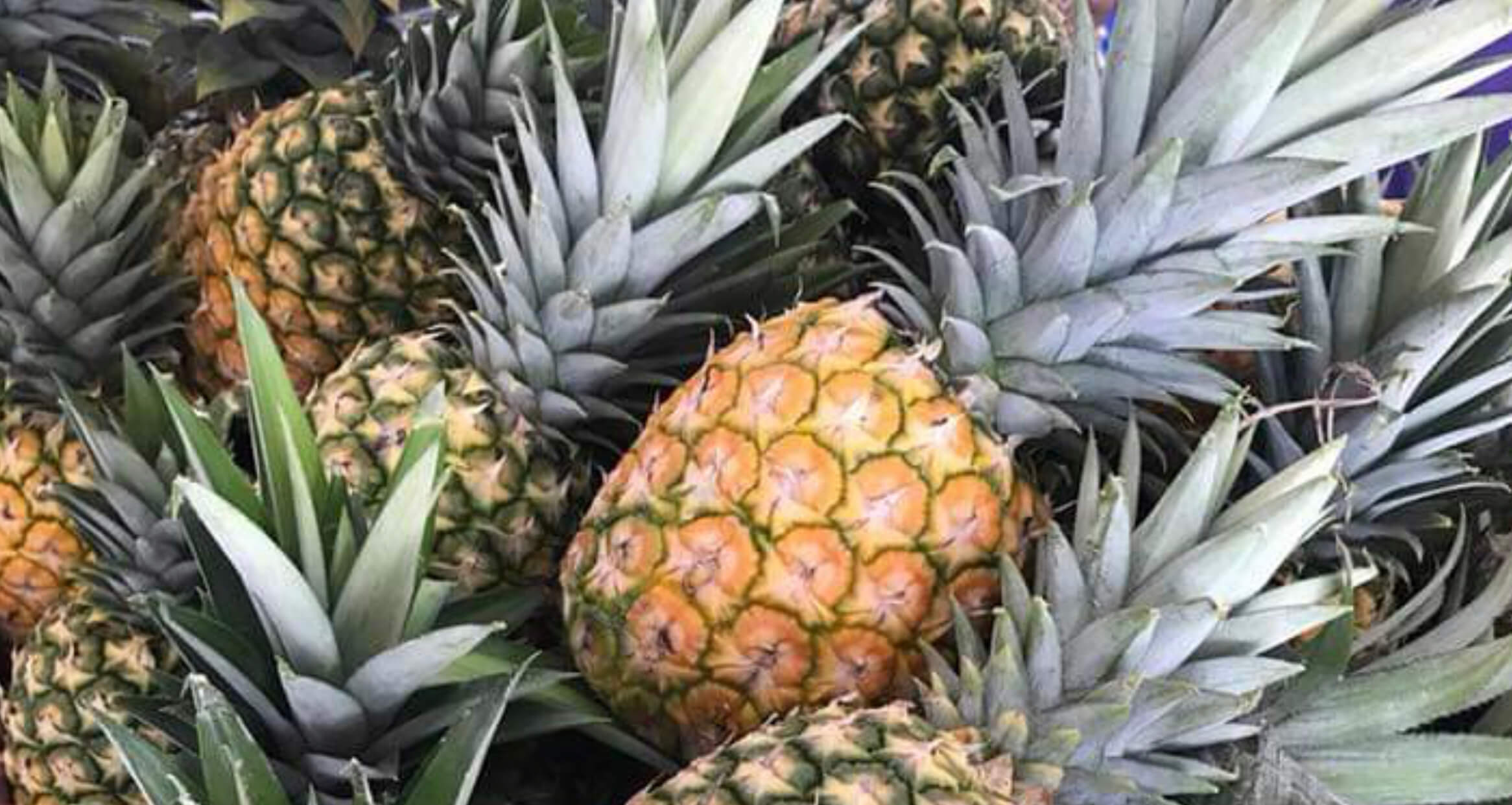 30,000 libras de piñas de Lajas llegarán a La Parguera como parte del evento gastronómico del 4to. Festival de la Piña Paradisíaca