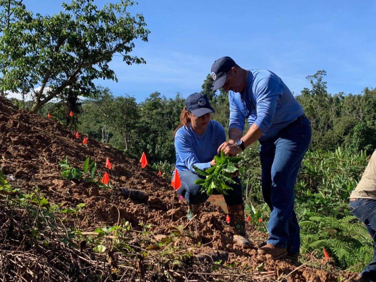 Celebran siembra de sobre 4,500 árboles de café
