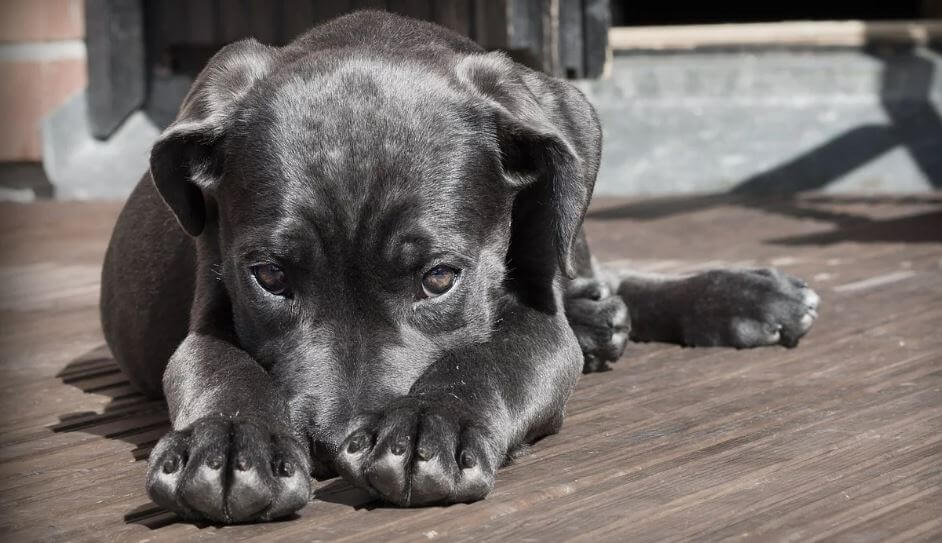 Santuario aboga por la firma del Proyecto en favor de las mascotas y animales realengos
