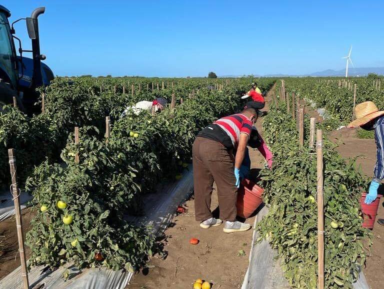 Participantes de Hogar Crea llevan semanas trabajando la agricultura