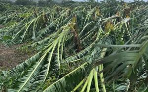 Agricultura urge asegurar fincas antes de la temporada de huracanes