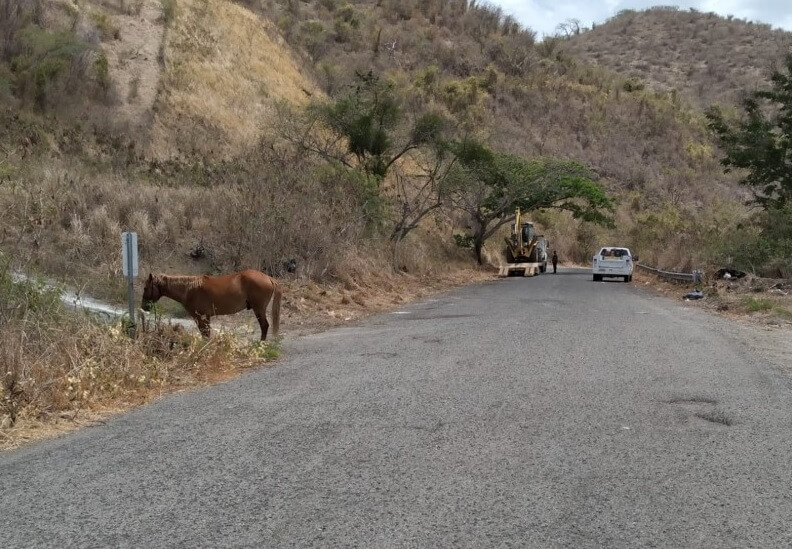 Senadora propone registro obligatorio y microchip para caballos en Puerto Rico